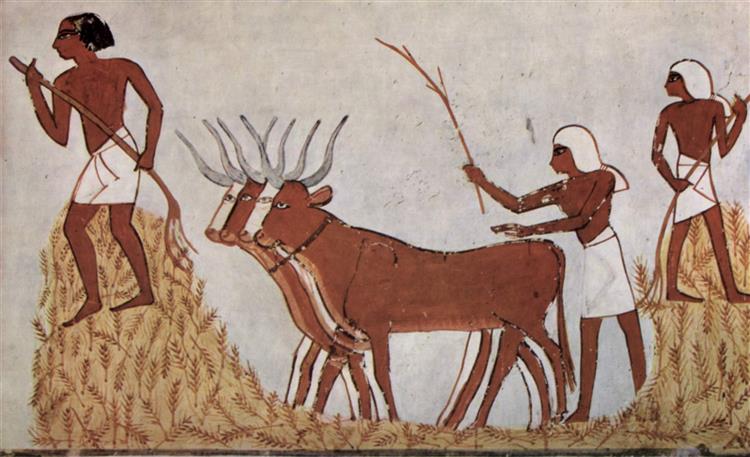 Wheat Threshing